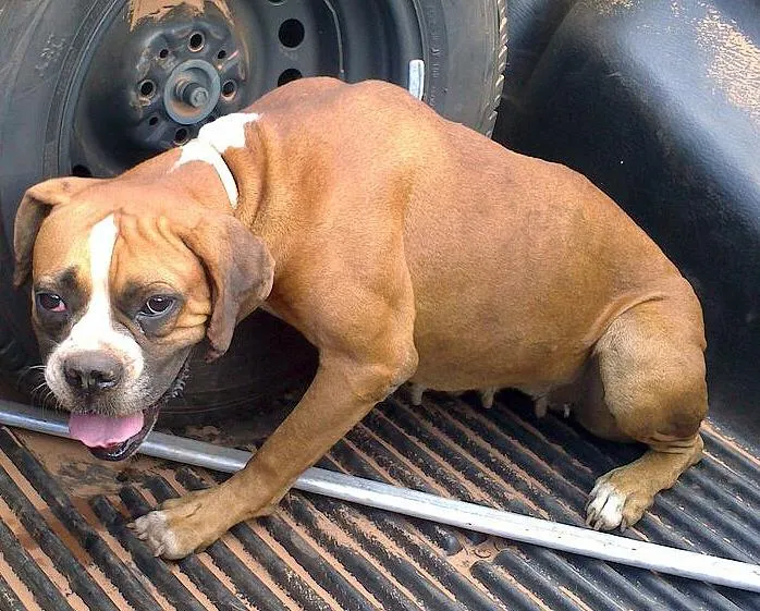 Cachorro ra a Boxer idade  nome Fêmea de Boxer