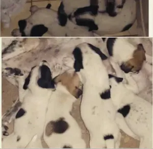 Cachorro raça SRD idade 2 a 6 meses nome sem nome