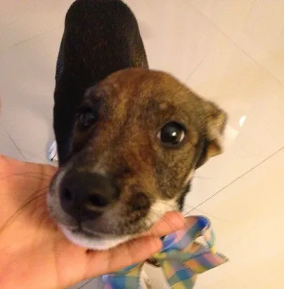 Cachorro ra a Sem Raça Definida idade 2 a 6 meses nome Guriazinha