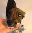 Guriazinha
