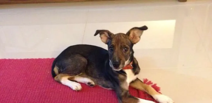 Cachorro ra a Sem Raça Definida idade 2 a 6 meses nome Guriazinha