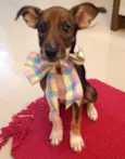 Guriazinha