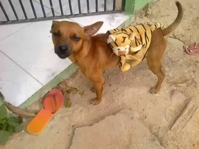 Cachorro ra a MINIATURA PINSCHER MISTURADO COM VIRA LATA idade 1 ano nome TARECO GRATIFICA