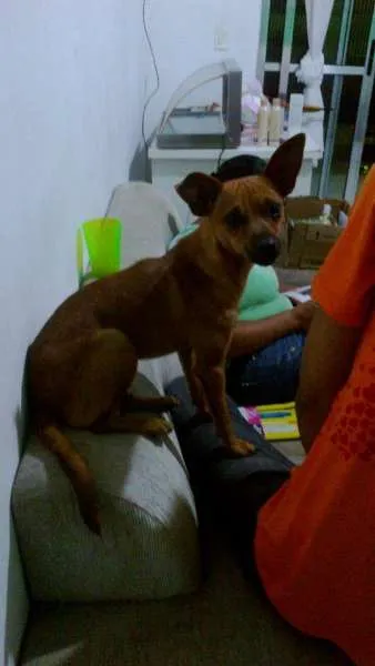 Cachorro ra a MINIATURA PINSCHER MISTURADO COM VIRA LATA idade 1 ano nome TARECO GRATIFICA