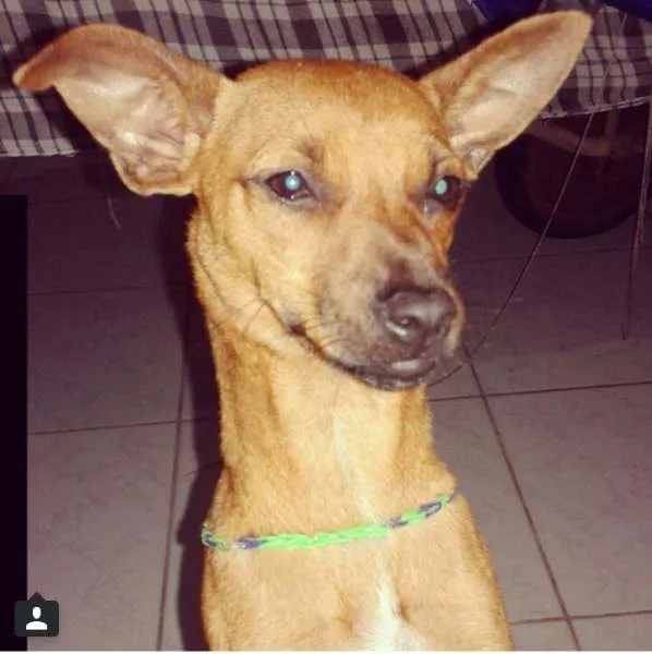 Cachorro ra a MINIATURA PINSCHER MISTURADO COM VIRA LATA idade 1 ano nome TARECO GRATIFICA