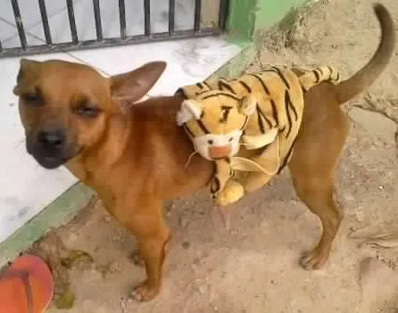 Cachorro ra a MINIATURA PINSCHER MISTURADO COM VIRA LATA idade 1 ano nome TARECO GRATIFICA