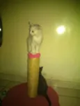 gatinhos