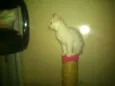 gatinhos