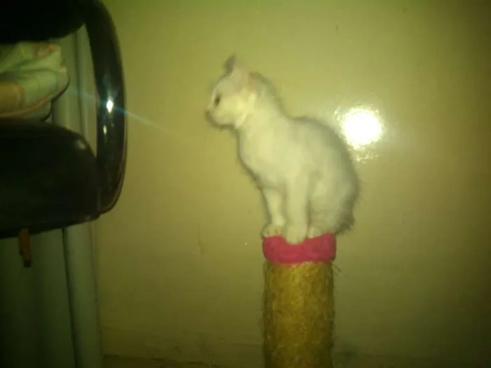 Gato ra a SRD idade 2 a 6 meses nome gatinhos