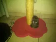 gatinhos