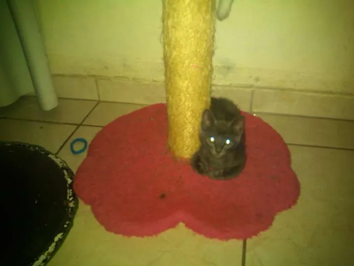 Gato ra a SRD idade 2 a 6 meses nome gatinhos