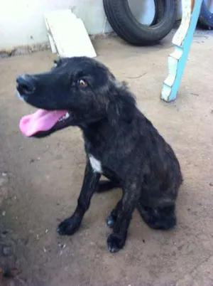 Cachorro raça Vira-lata idade 2 a 6 meses nome Xuxinha