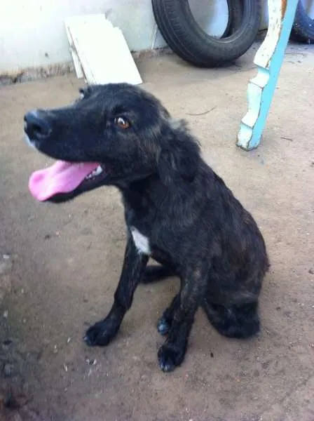 Cachorro ra a Vira-lata idade 2 a 6 meses nome Xuxinha