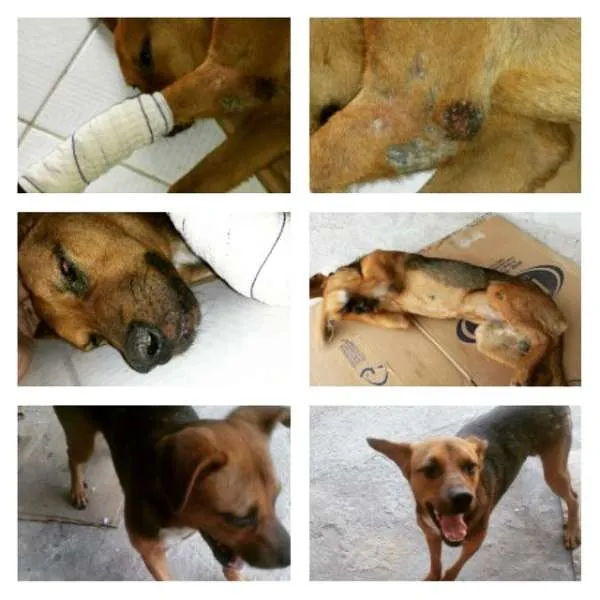 Cachorro ra a Não sei idade 7 a 11 meses nome Patrick
