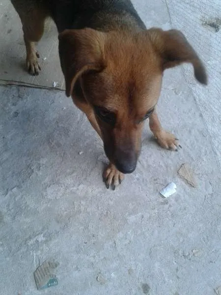Cachorro ra a Não sei idade 7 a 11 meses nome Patrick