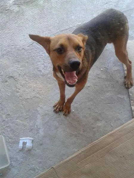 Cachorro ra a Não sei idade 7 a 11 meses nome Patrick