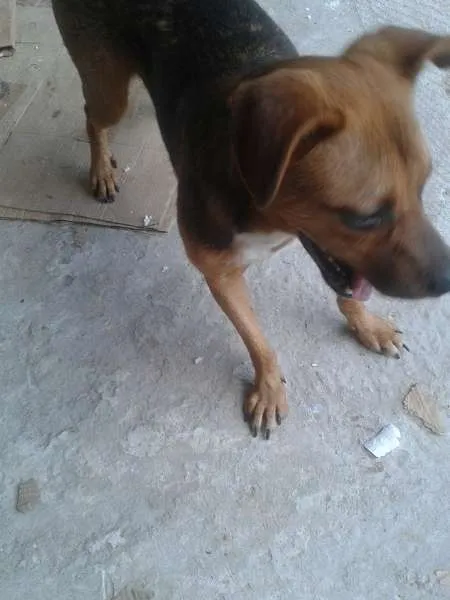 Cachorro ra a Não sei idade 7 a 11 meses nome Patrick
