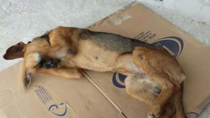 Cachorro ra a Não sei idade 7 a 11 meses nome Patrick