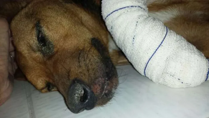 Cachorro ra a Não sei idade 7 a 11 meses nome Patrick
