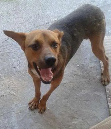 Cachorro ra a Não sei idade 7 a 11 meses nome Patrick