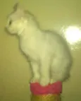 gatinhos