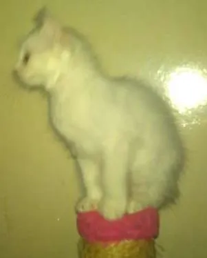 Gato ra a SRD idade 2 a 6 meses nome gatinhos