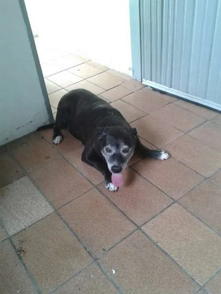 Cachorro ra a SRD idade 6 ou mais anos nome NIKITA