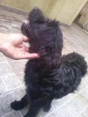 Cachorro raça cocker /Poodle idade 7 a 11 meses nome THOR