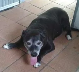 Cachorro raça SRD idade 6 ou mais anos nome NIKITA