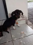 Menina