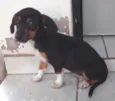 Menina