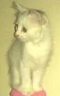 Gato raça SRD idade 2 a 6 meses nome gatinhos
