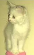 gatinhos