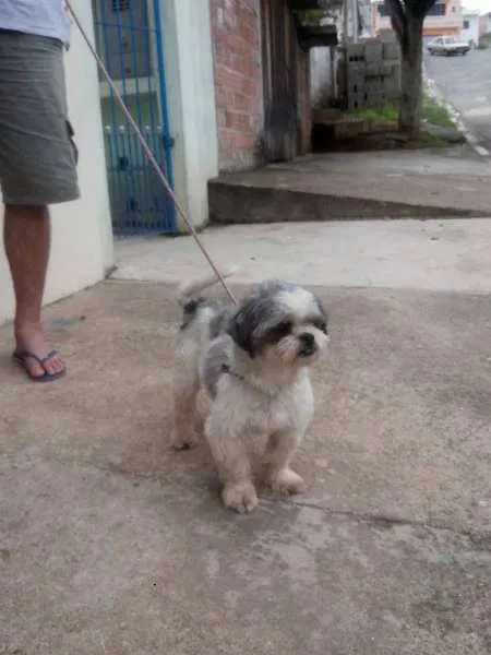 Cachorro ra a  idade 3 anos nome Peludinho
