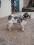 Peludinho