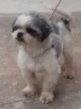 Peludinho