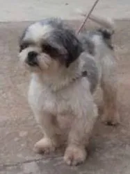 Cachorro ra a  idade 3 anos nome Peludinho
