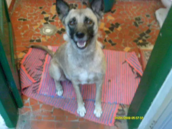 Cachorro ra a MESTIÇA DE SHIBA INU idade 6 ou mais anos nome JULY