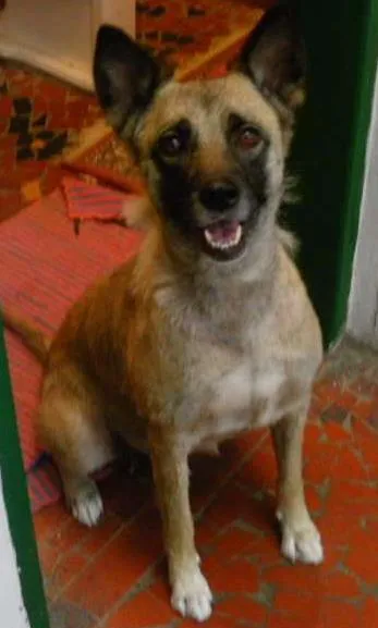 Cachorro ra a MESTIÇA DE SHIBA INU idade 6 ou mais anos nome JULY