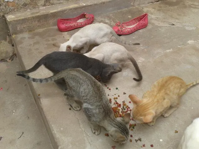Gato raça  idade 2 a 6 meses nome bob, bela, pretinha