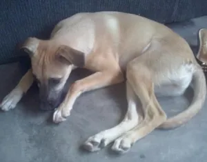Cachorro raça Vira-Lata idade 2 a 6 meses nome Lara