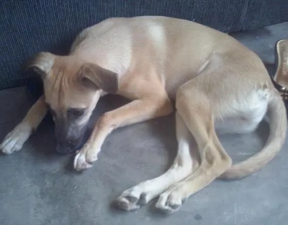 Cachorro ra a Vira-Lata idade 2 a 6 meses nome Lara
