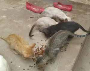 Gato raça  idade 2 a 6 meses nome bob, bela, pretinha