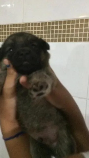 Cachorro ra a Não definida idade Abaixo de 2 meses nome Jack