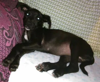 Cachorro ra a indefinida  idade 2 a 6 meses nome Hope 