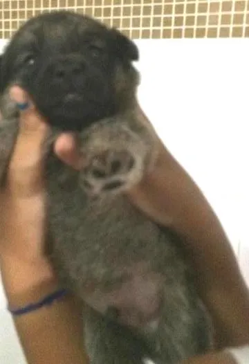 Cachorro ra a Não definida idade Abaixo de 2 meses nome Jack