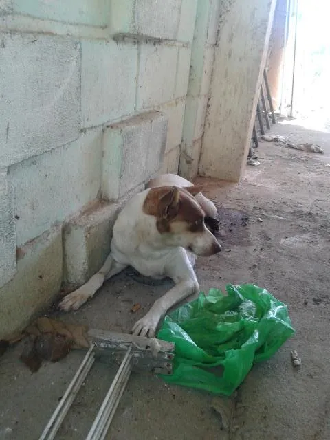 Cachorro raça viralata idade 2 anos nome estrela