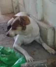estrela
