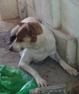 Cachorro raça viralata idade 2 anos nome estrela