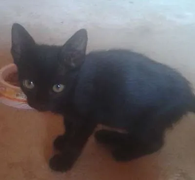 Gato ra a SRD idade Abaixo de 2 meses nome Marta e Maurine